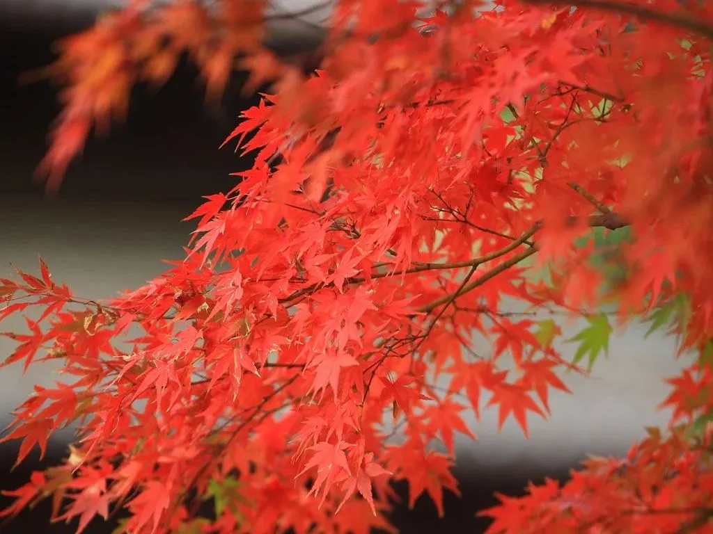 041764807559152634.png 27160d9ee6c44fb5d9b423f35f6291c.png